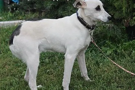Rap- miły psiak do adopcji!,  mazowieckie Nowy Dwó