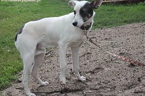 Rap- miły psiak do adopcji!,  mazowieckie Nowy Dwó