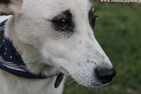 Rap- miły psiak do adopcji!,  mazowieckie Nowy Dwó