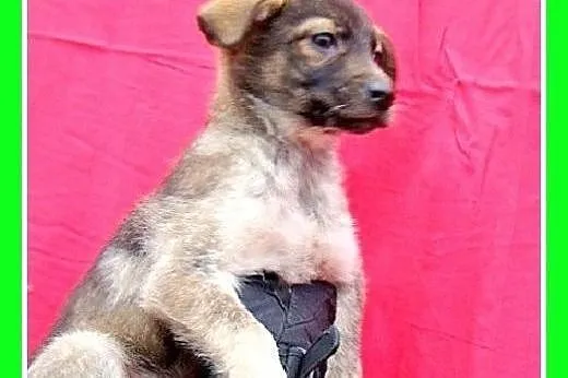 Szczeniaczek 3 mies. suczka średnia docelowo,szczepiona AISZKA.Adopcja,  małopolskie Kraków