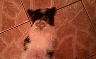 Shih tzu