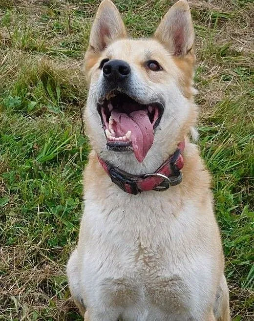 Diego do adopcji , pomorskie Gdańsk