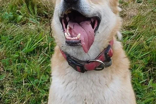 Diego do adopcji ,  pomorskie Gdańsk