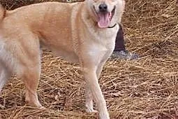Diego do adopcji ,  pomorskie Gdańsk