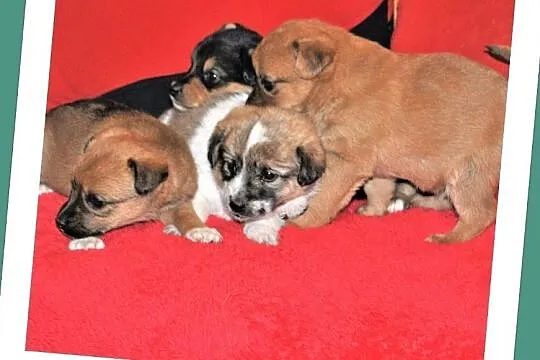 Śliczne szczeniaczki,6 tyg,suczki i pieski,odrobaczone,docelowo małe PIMPUSIE.Adopcja., , Wrocław