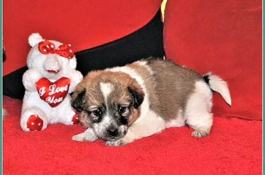 Śliczne szczeniaczki,6 tyg,suczki i pieski,odrobaczone,docelowo małe PIMPUSIE.Adopcja., , Wrocław