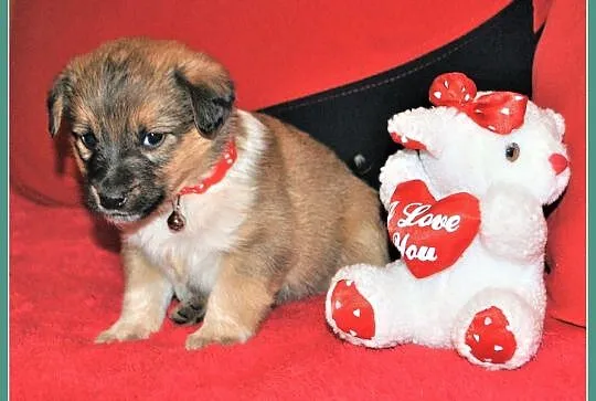 Śliczne szczeniaczki,6 tyg,suczki i pieski,odrobaczone,docelowo małe PIMPUSIE.Adopcja., , Wrocław