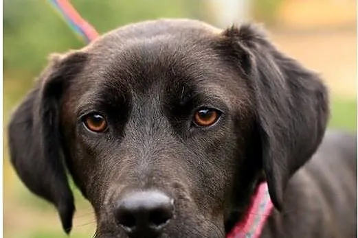 Cudowna, delikatna, piękna KRESKA- mini labrador- 