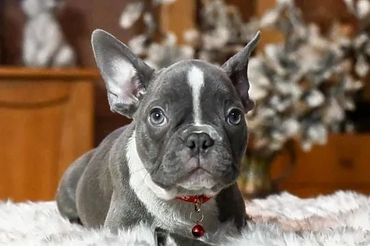 Buldog francuski sunia Gotowa do odbioru