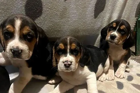 Pieski rasy Beagle