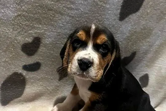 Pieski rasy Beagle, Małopolskie, Limanowa