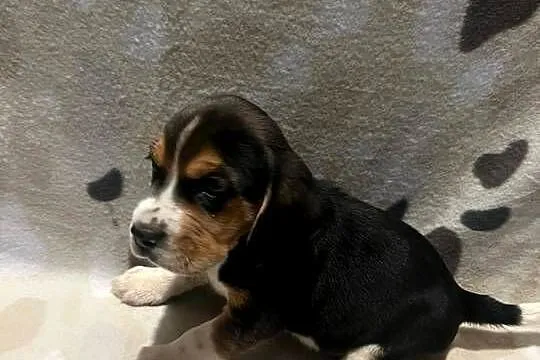 Pieski rasy Beagle, Małopolskie, Limanowa