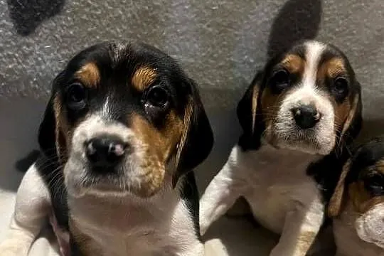 Pieski rasy Beagle, Małopolskie, Limanowa