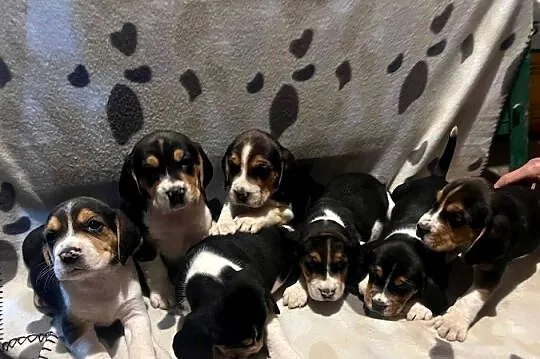 Pieski rasy Beagle, Małopolskie, Limanowa