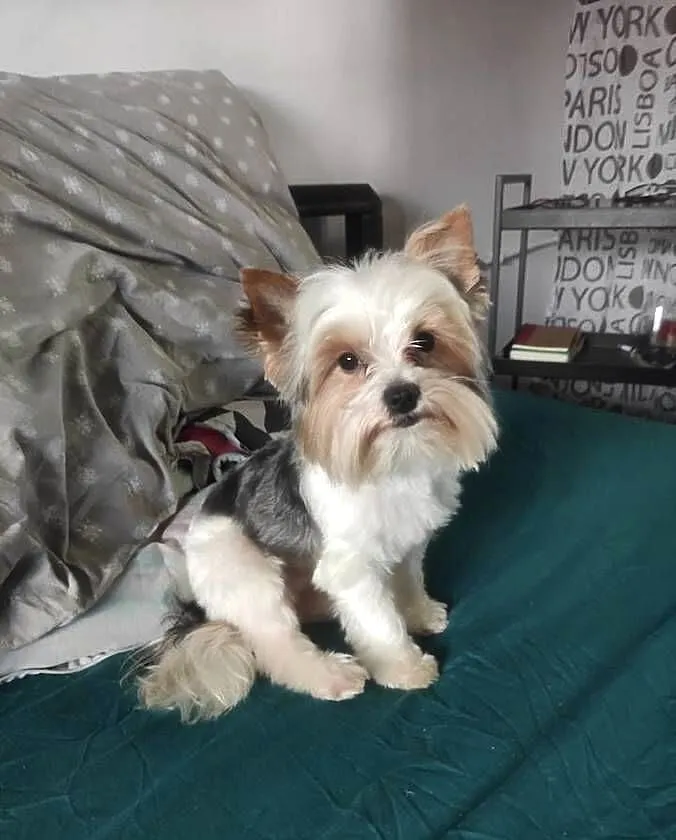 Reproduktor krycie Yorkshire terrier biewer, Małopolskie, Igołomia