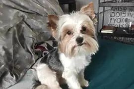 Reproduktor krycie Yorkshire terrier biewer