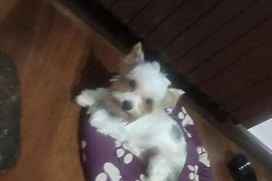 Reproduktor krycie Yorkshire terrier biewer, Małopolskie, Igołomia