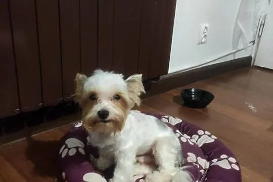 Reproduktor krycie Yorkshire terrier biewer, Małopolskie, Igołomia