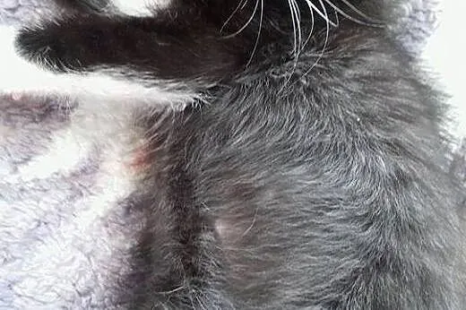 Uroczy Pan Kocurek - do pokochania, do adoptowania