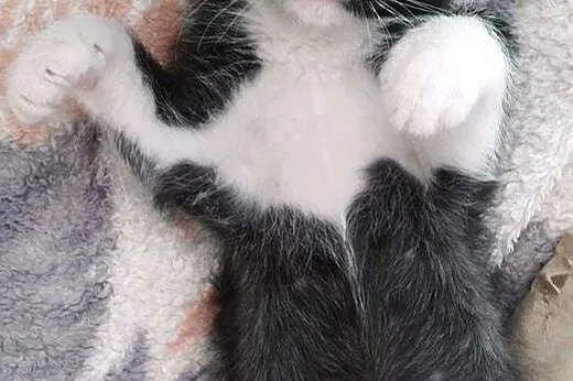 Uroczy Pan Kocurek - do pokochania, do adoptowania