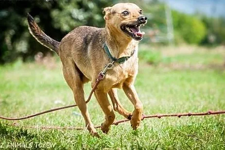 OTOZ Animals - Trufel - kochany, młody psiak o wie