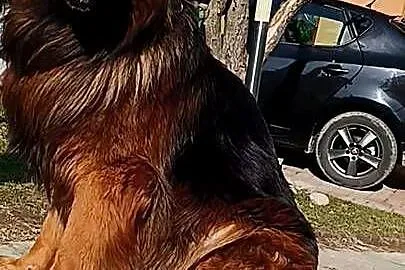 Owczarek niemiecki, Podkarpackie, Głuchów