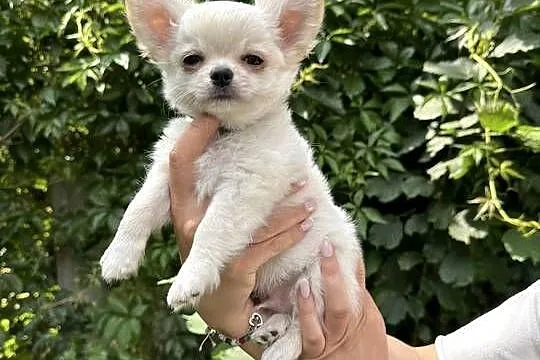 Chihuahua cudny chłopiec