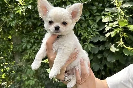 Chihuahua cudny chłopiec, Mazowieckie, Legionowo