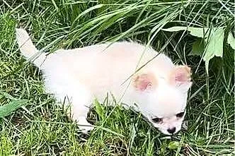 Chihuahua cudny chłopiec, Mazowieckie, Legionowo