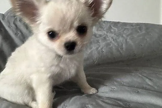 Chihuahua cudny chłopiec, Mazowieckie, Legionowo