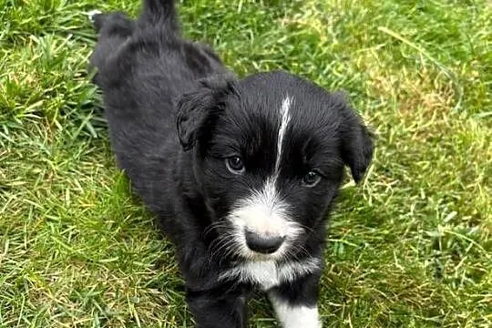 Border Collie - piesek BATMAN - z hodowli NEGRESSE, Małopolskie, Porąbka Uszewska