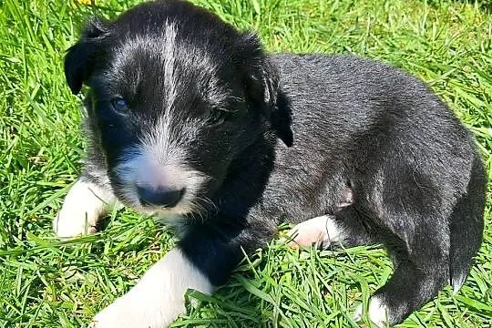 Border Collie - piesek BATMAN - z hodowli NEGRESSE, Małopolskie, Porąbka Uszewska