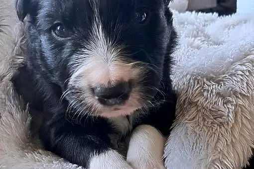 Border Collie - piesek BATMAN - z hodowli NEGRESSE, Małopolskie, Porąbka Uszewska