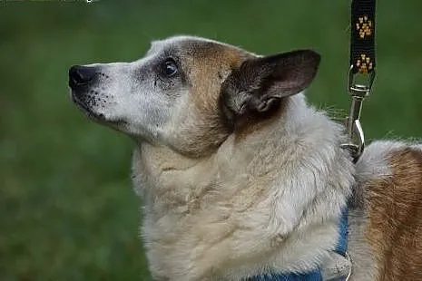 Gustaw, maleńki STARUSZEK PILNIE szuka domu,pomocy