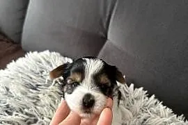 Biewer Yorkshire Terrier