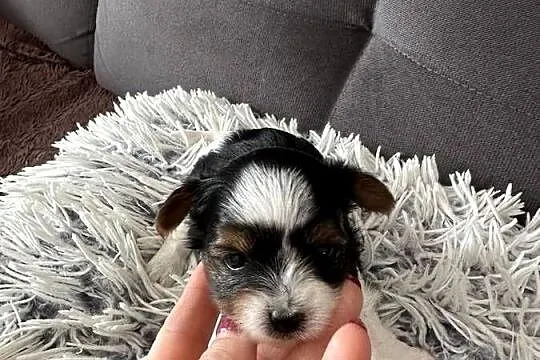 Biewer Yorkshire Terrier, Dolnośląskie, Wrocław