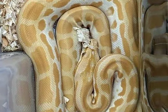 Pyton tygrysi birmański albino pastel młody 6 miesięczny 75cm możliwy dowóz