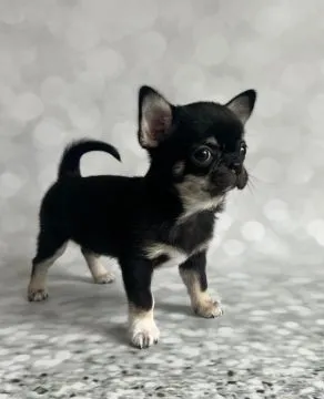 Przepiękne szczenięta chihuahua gotowe do sprzedaży w nowych domach, Zachodniopomorskie, Szczecin