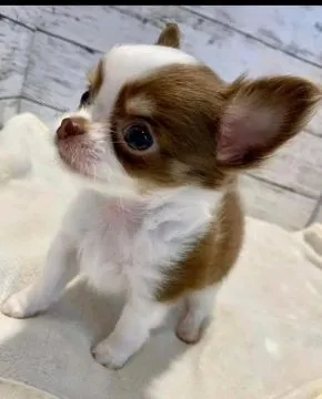 Przepiękne szczenięta chihuahua gotowe do sprzedaży w nowych domach, Zachodniopomorskie, Szczecin