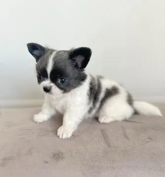 Przepiękne szczenięta chihuahua gotowe do sprzedaży w nowych domach, Zachodniopomorskie, Szczecin