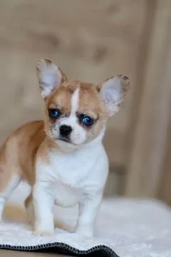 Przepiękne szczenięta chihuahua gotowe do sprzedaży w nowych domach, Zachodniopomorskie, Szczecin