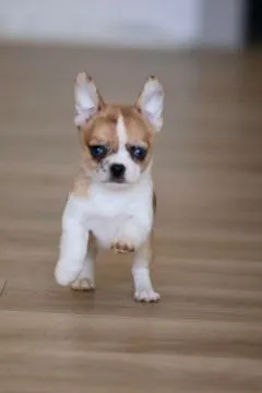 Przepiękne szczenięta chihuahua gotowe do sprzedaży w nowych domach, Zachodniopomorskie, Szczecin
