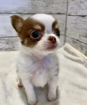Przepiękne szczenięta chihuahua gotowe do sprzedaży w nowych domach, Zachodniopomorskie, Szczecin