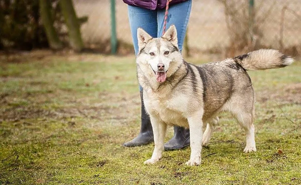 Kropka, urocza suczka w typie HUSKY, przyjazna, ra