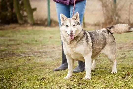 Kropka, urocza suczka w typie HUSKY, przyjazna, ra