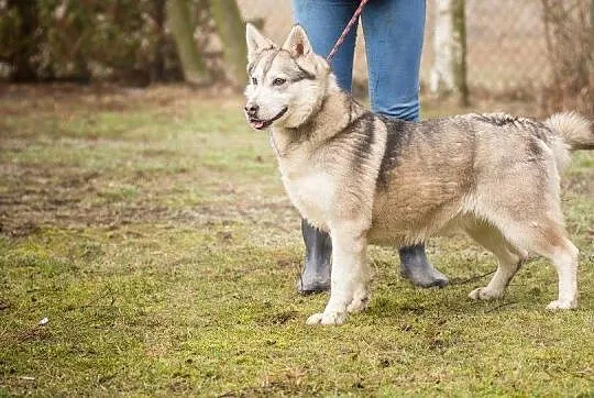 Kropka, urocza suczka w typie HUSKY, przyjazna, ra