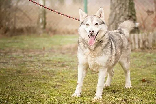 Kropka, urocza suczka w typie HUSKY, przyjazna, ra