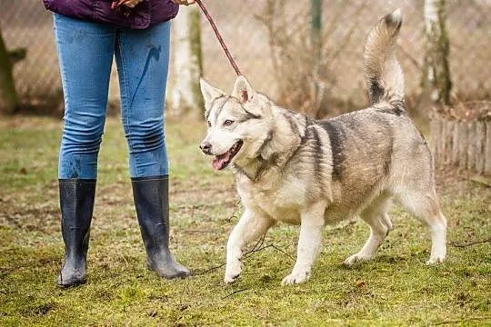 Kropka, urocza suczka w typie HUSKY, przyjazna, ra