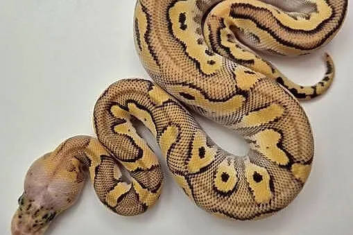Pyton królewski Super Pastel Spotnose Mojave Clown - samiec