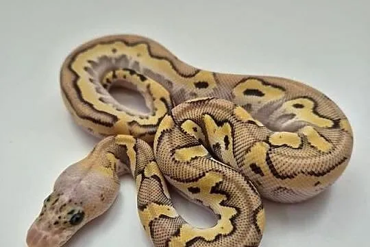 Pyton królewski Super Pastel Spotnose Mojave Clown - samiec, Kujawsko-pomorskie, Golub-Dobrzyń